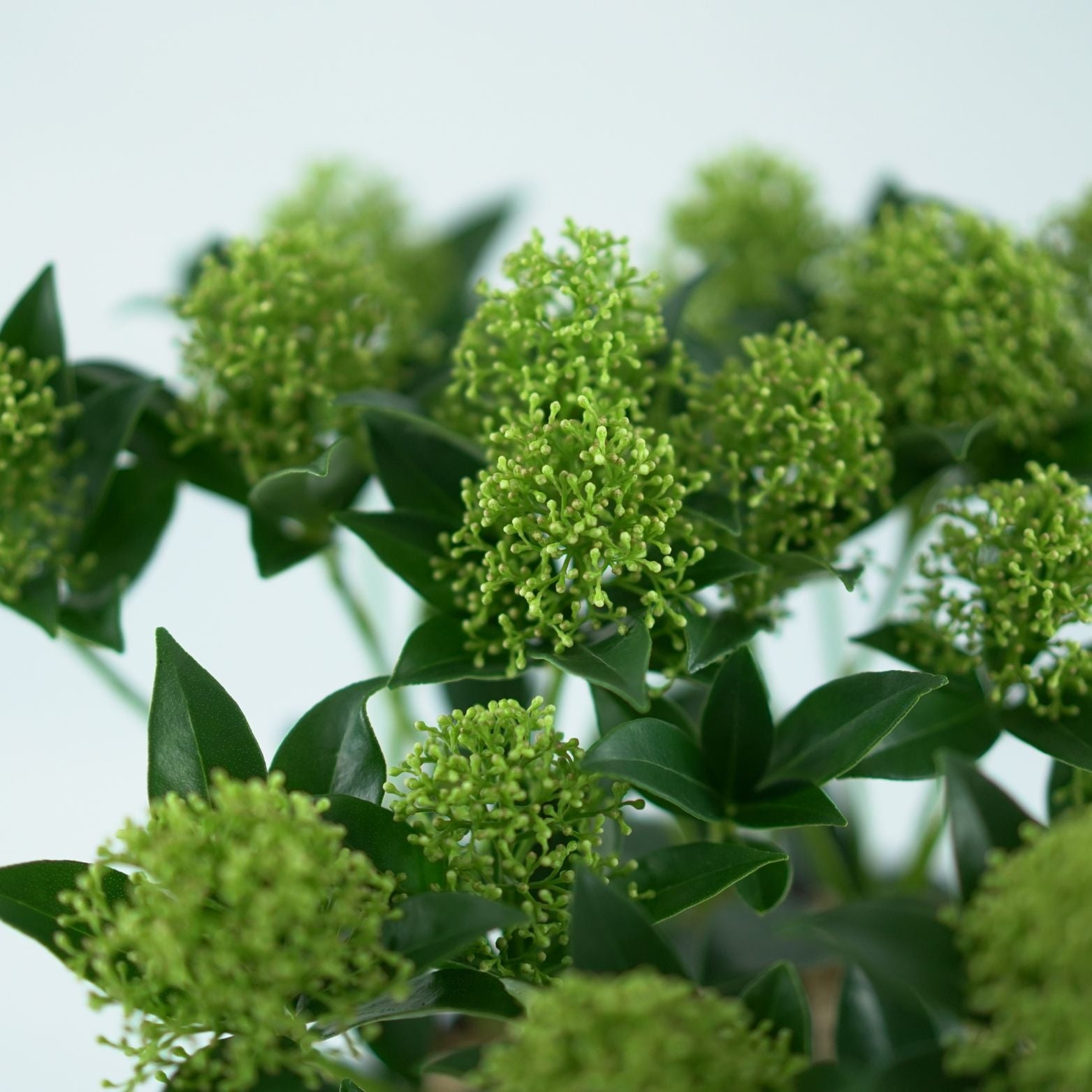 SKIMMIA JAPONICA 'White Dwarf' Skimia japońska