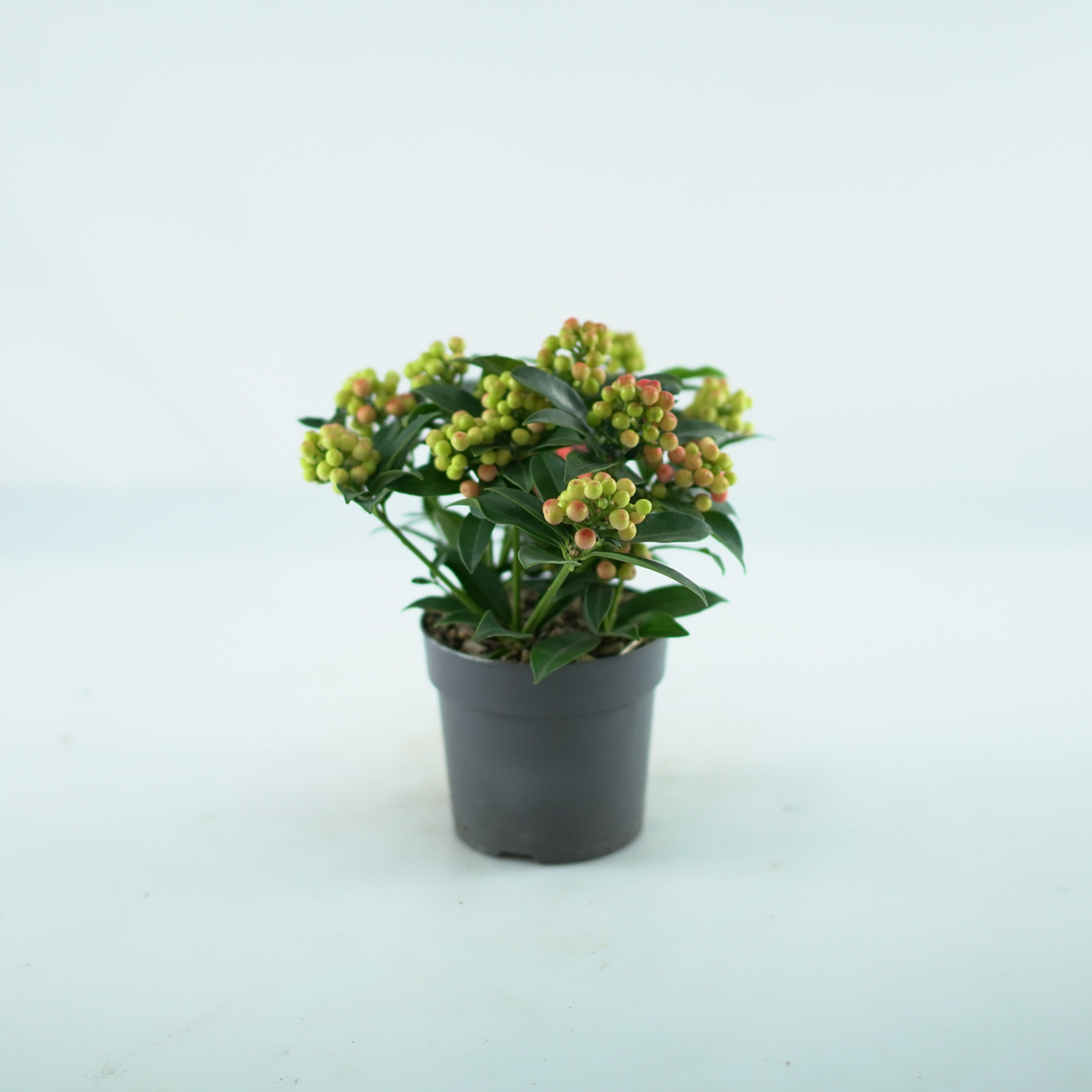 SKIMMIA JAPONICA 'Cleopatra' Skimia japońska