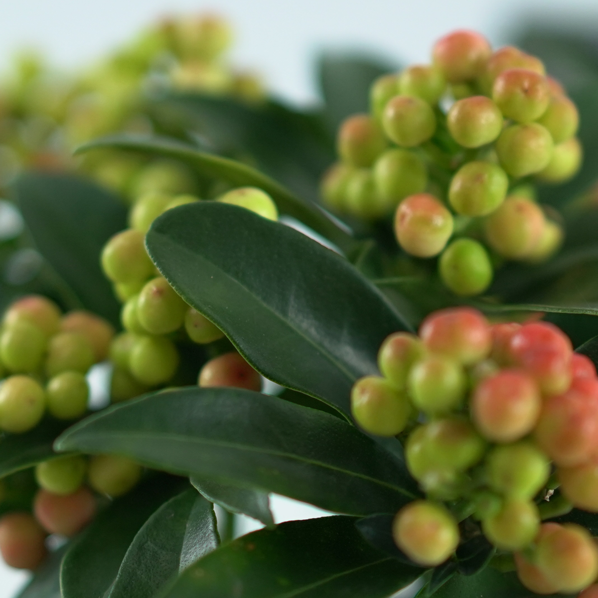 SKIMMIA JAPONICA 'Cleopatra' Skimia japońska