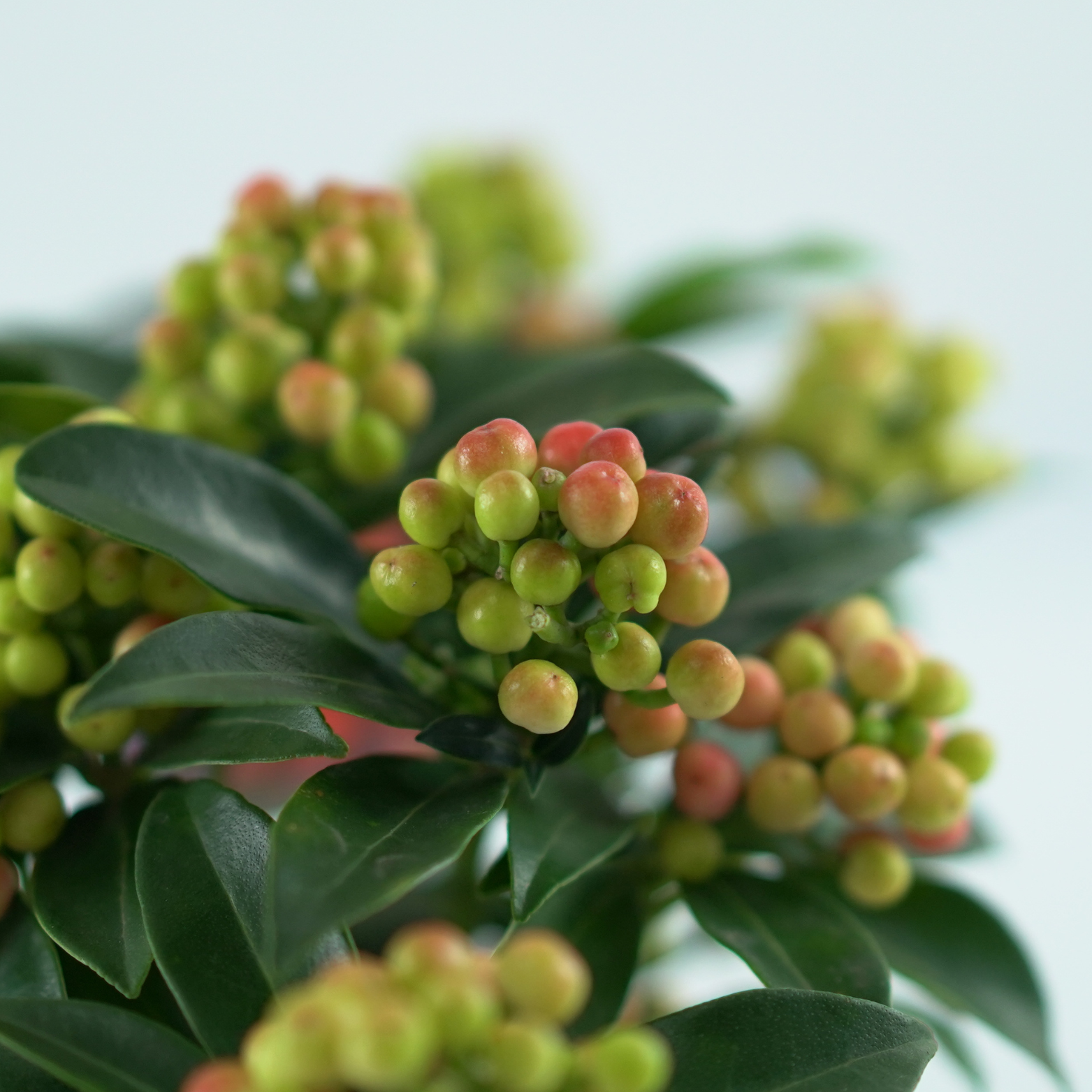 SKIMMIA JAPONICA 'Cleopatra' Skimia japońska