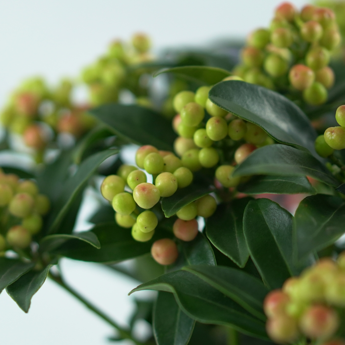 SKIMMIA JAPONICA 'Cleopatra' Skimia japońska