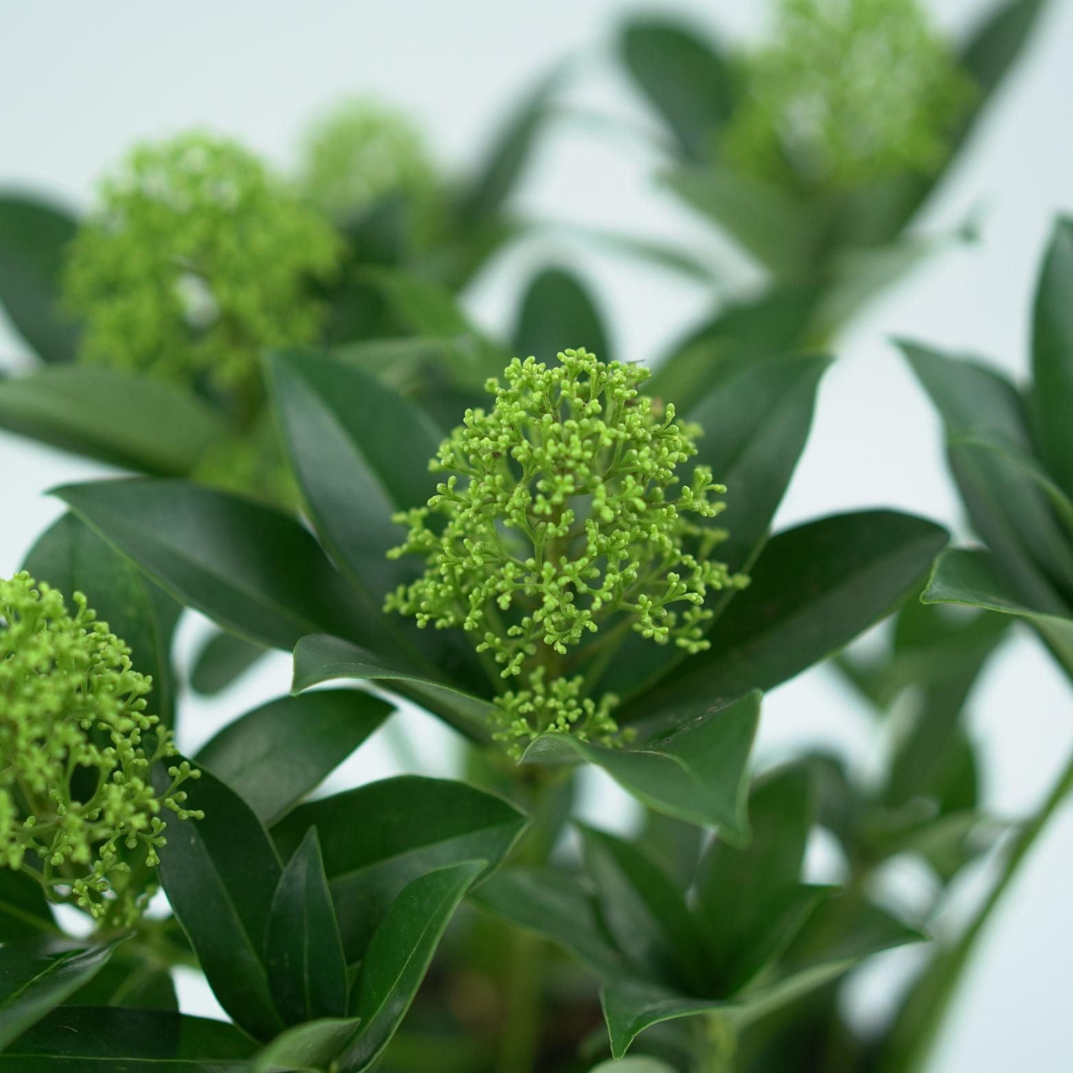 SKIMMIA JAPONICA 'FRAGRANT CLOUD' Skimia japońska