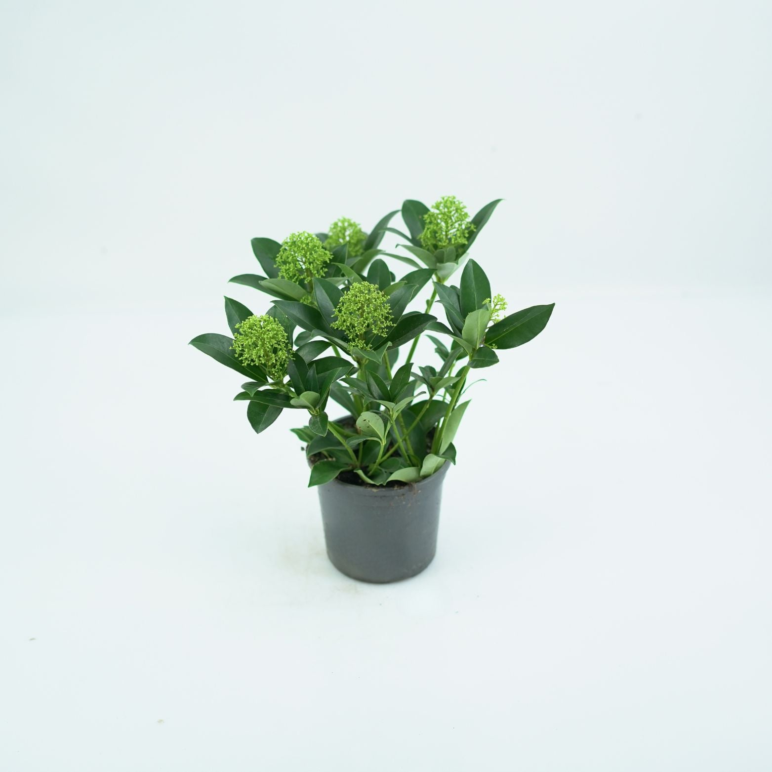 SKIMMIA JAPONICA 'FRAGRANT CLOUD' Skimia japońska