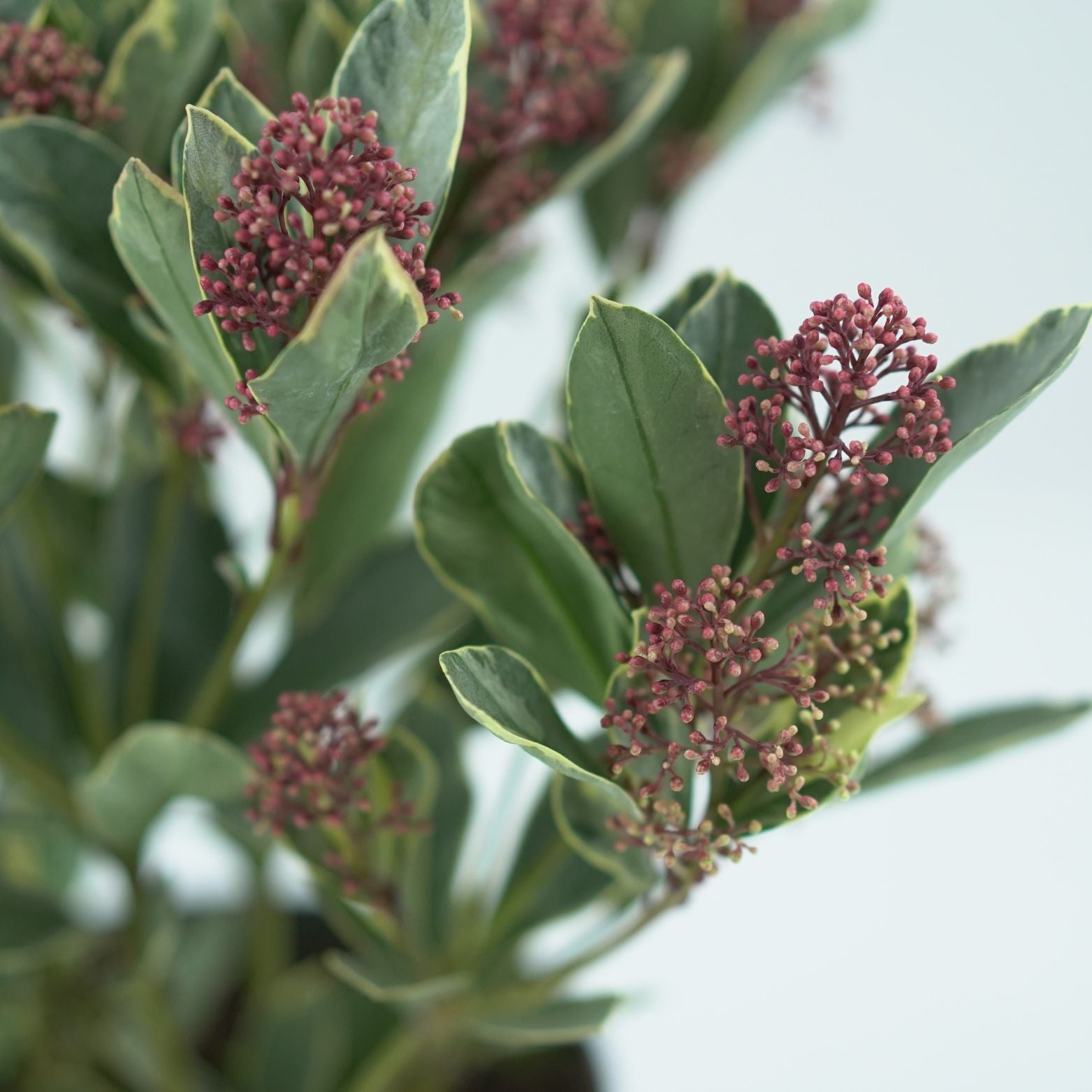 SKIMMIA JAPONICA 'PEROSA' Skimia japońska