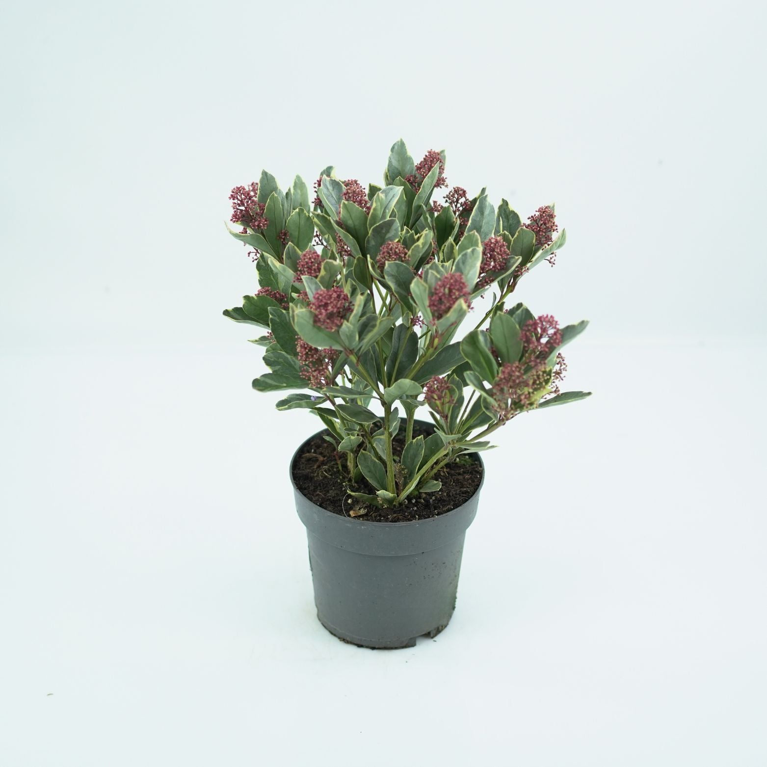 SKIMMIA JAPONICA 'PEROSA' Skimia japońska