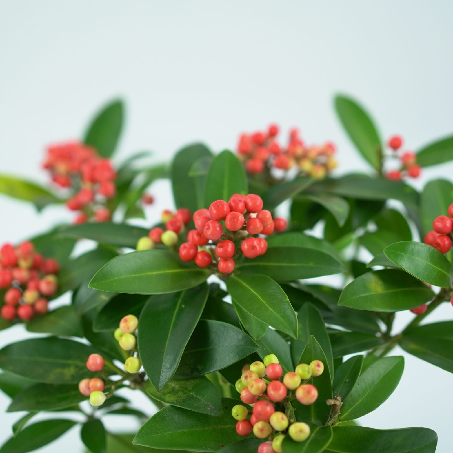SKIMMIA JAPONICA 'RED STAR' Skimia japońska
