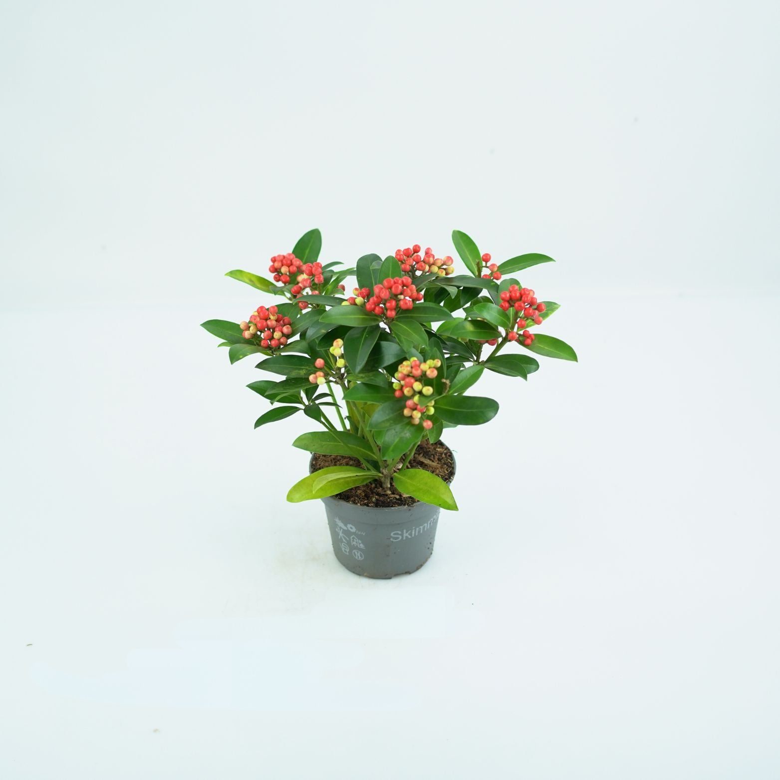 SKIMMIA JAPONICA 'RED STAR' Skimia japońska