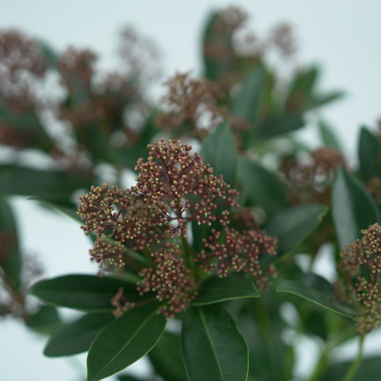 SKIMMIA JAPONICA 'RUBELLA' Skimia japońska