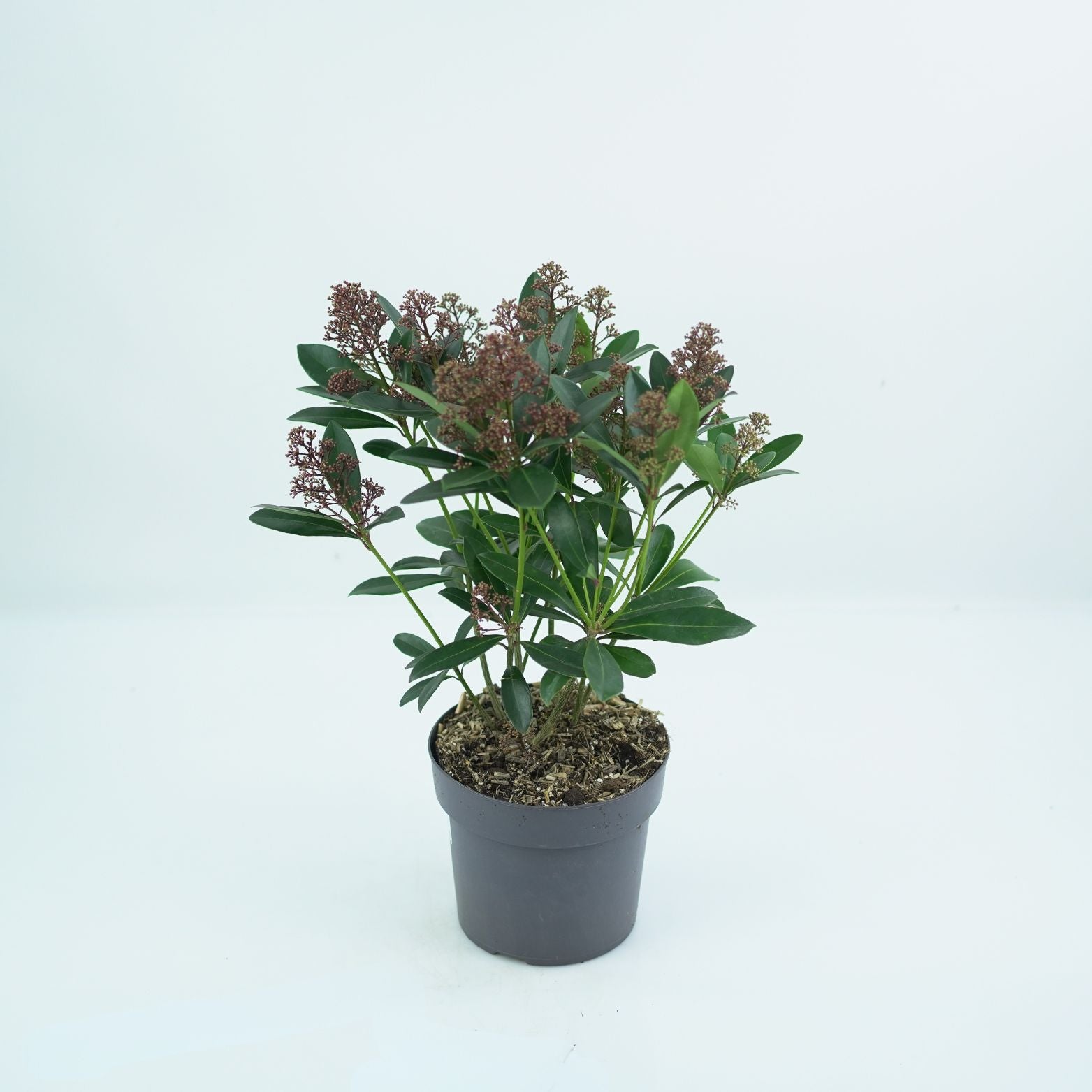 SKIMMIA JAPONICA 'RUBELLA' Skimia japońska