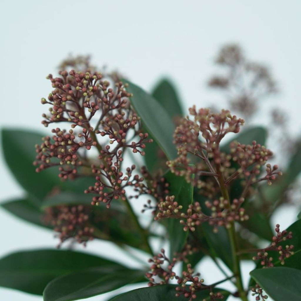 Skimmia japonica ‘Rubella’ Skimia japońska 