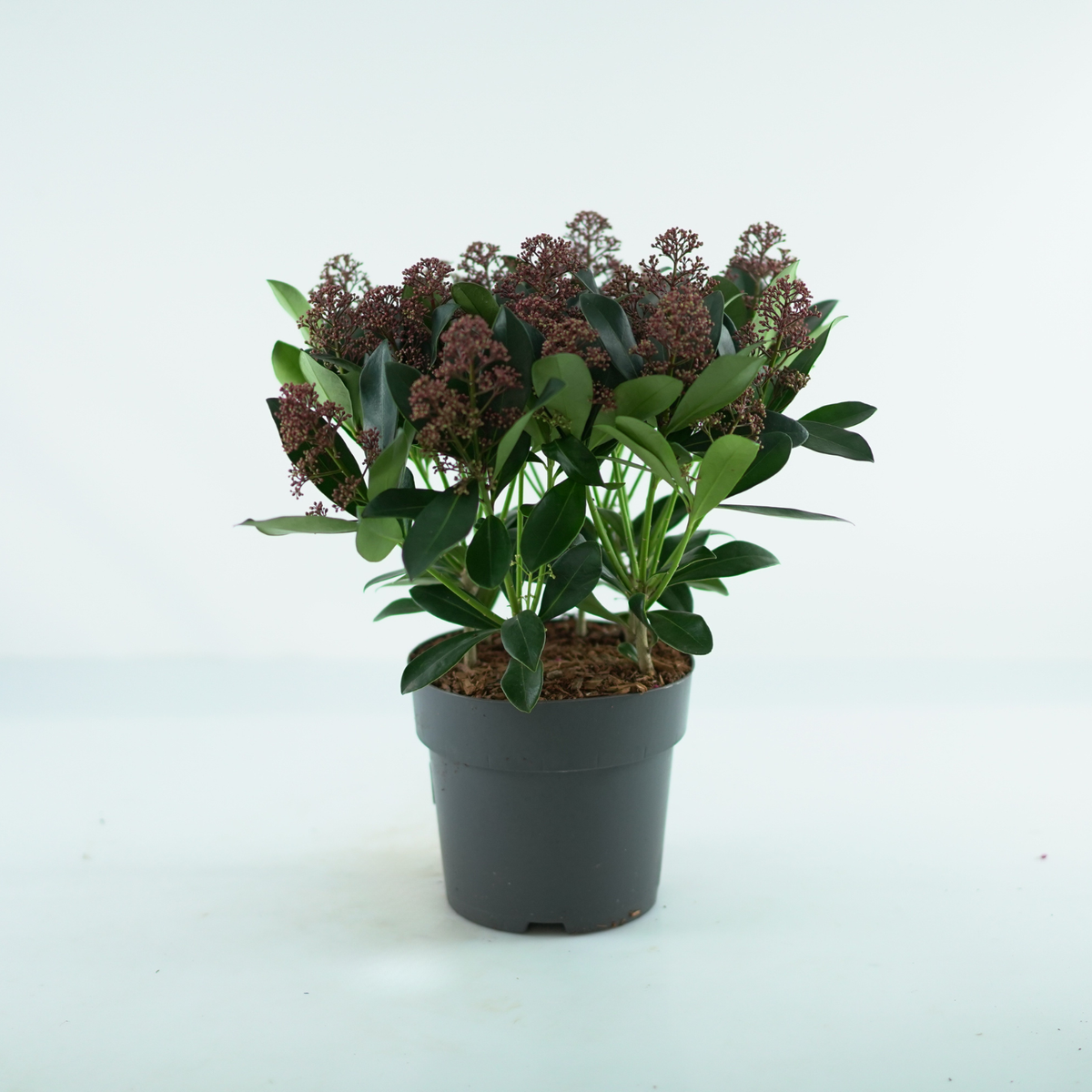 SKIMMIA JAPONICA 'RUBELLA' Skimia japońska