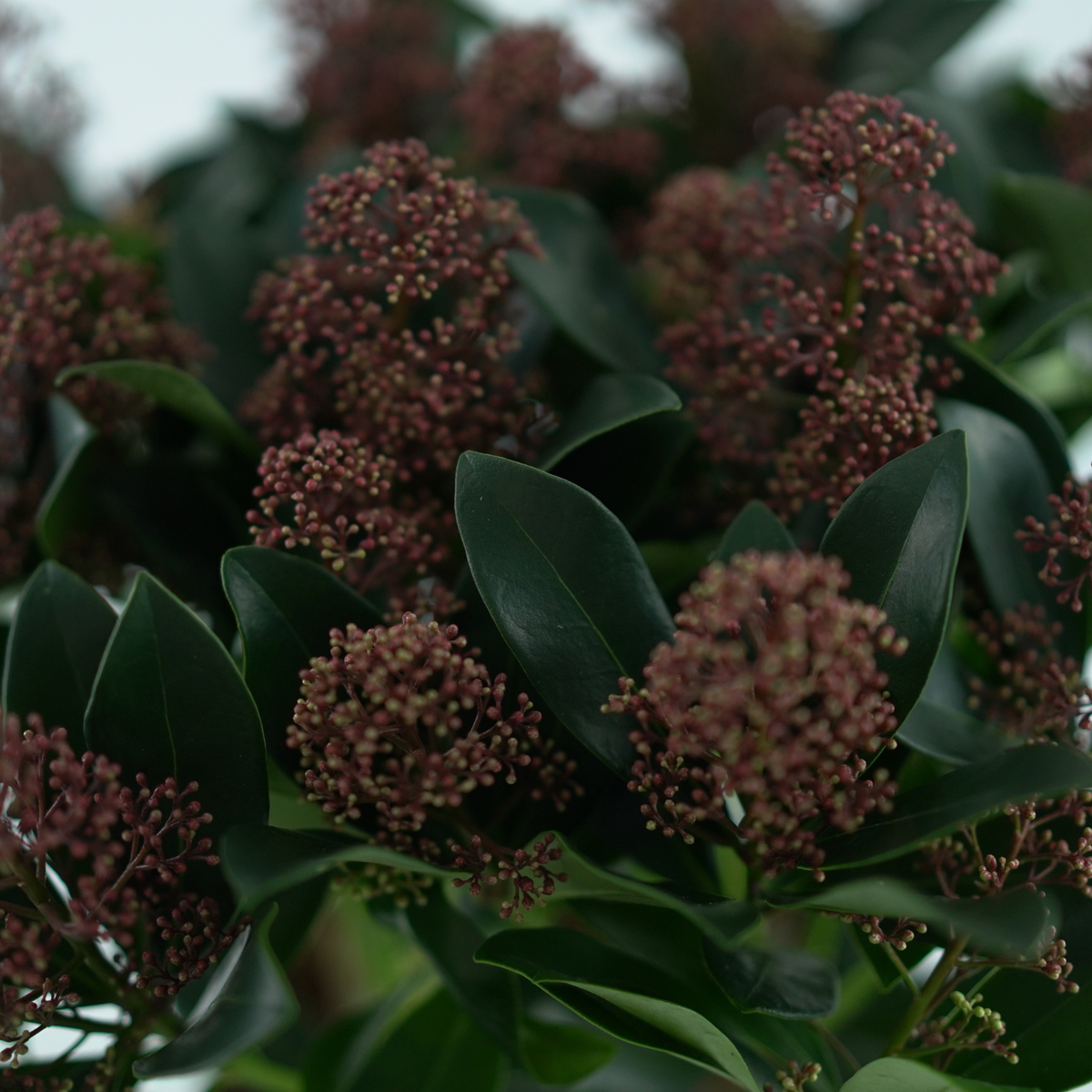 SKIMMIA JAPONICA 'RUBELLA' Skimia japońska