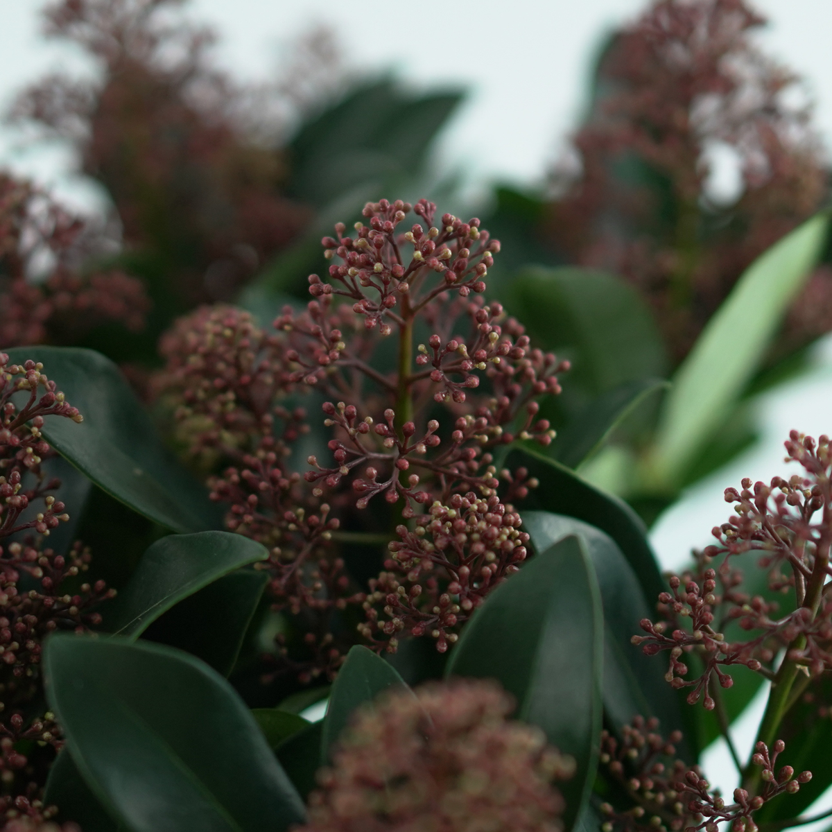 SKIMMIA JAPONICA 'RUBELLA' Skimia japońska