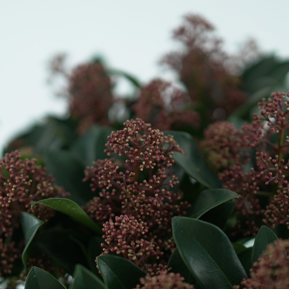 SKIMMIA JAPONICA 'RUBELLA' Skimia japońska
