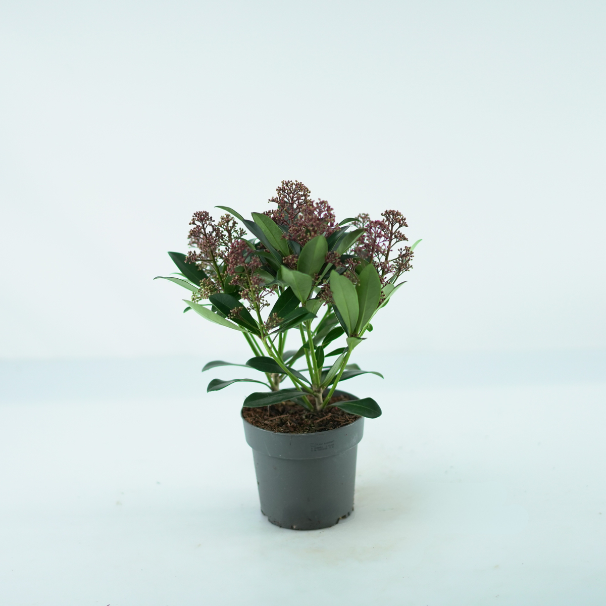 SKIMMIA JAPONICA 'RUBELLA' Skimia japońska