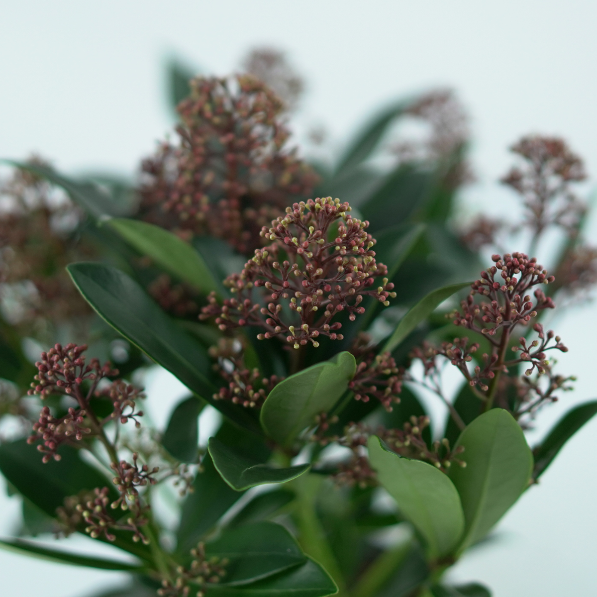 SKIMMIA JAPONICA 'RUBELLA' Skimia japońska p15