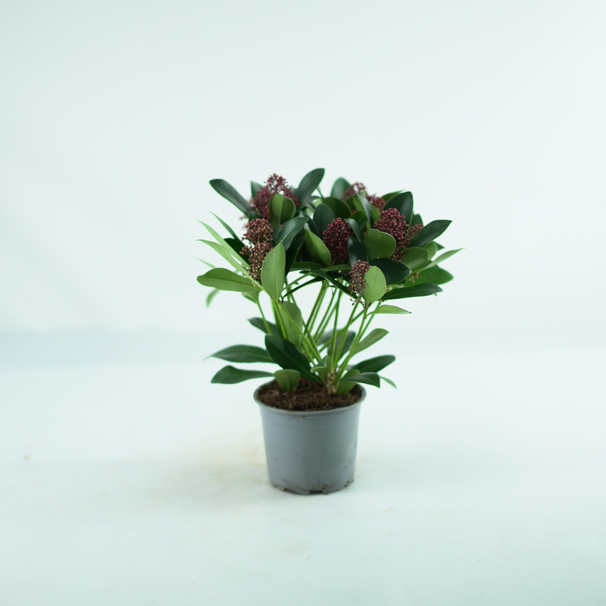 SKIMMIA JAPONICA 'RUBELLA' Skimia japońska
