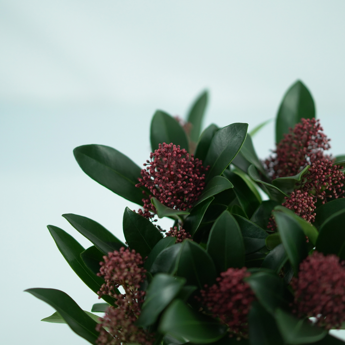 SKIMMIA JAPONICA 'RUBELLA' Skimia japońska