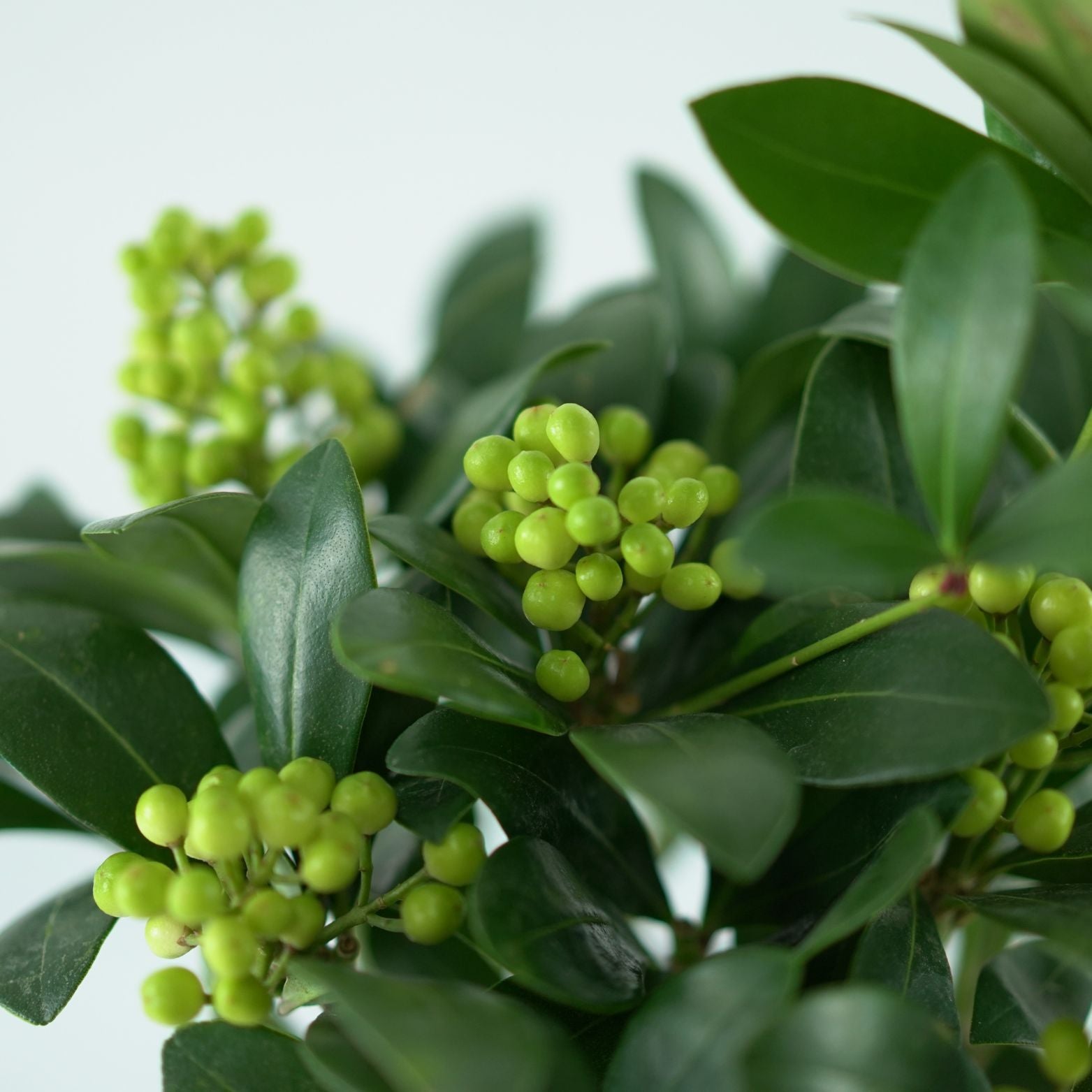 SKIMMIA JAPONICA 'Temptation' Skimia japońska