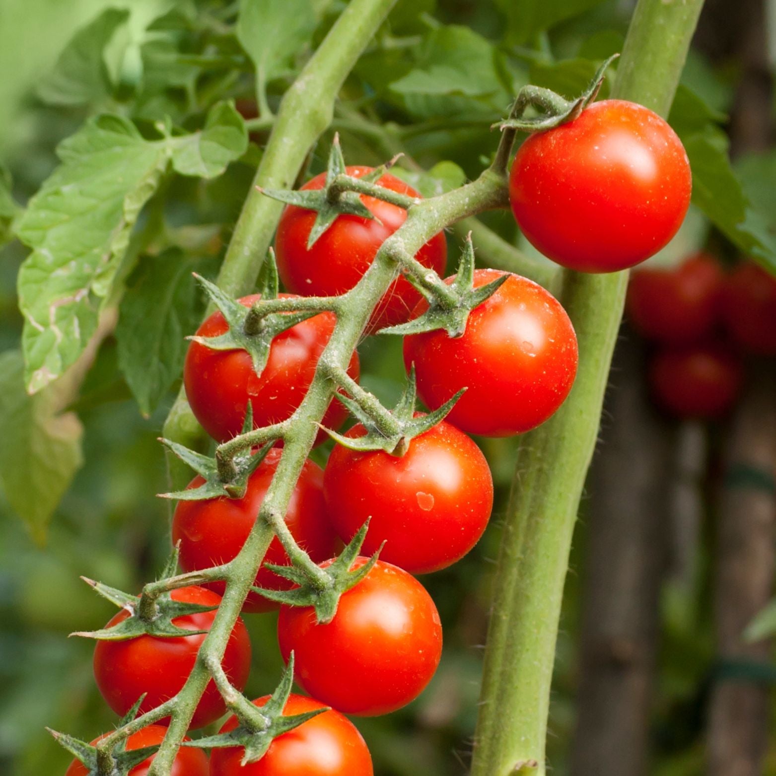 SOLANUM LYCOPERSICON Pomidor koktajlowy