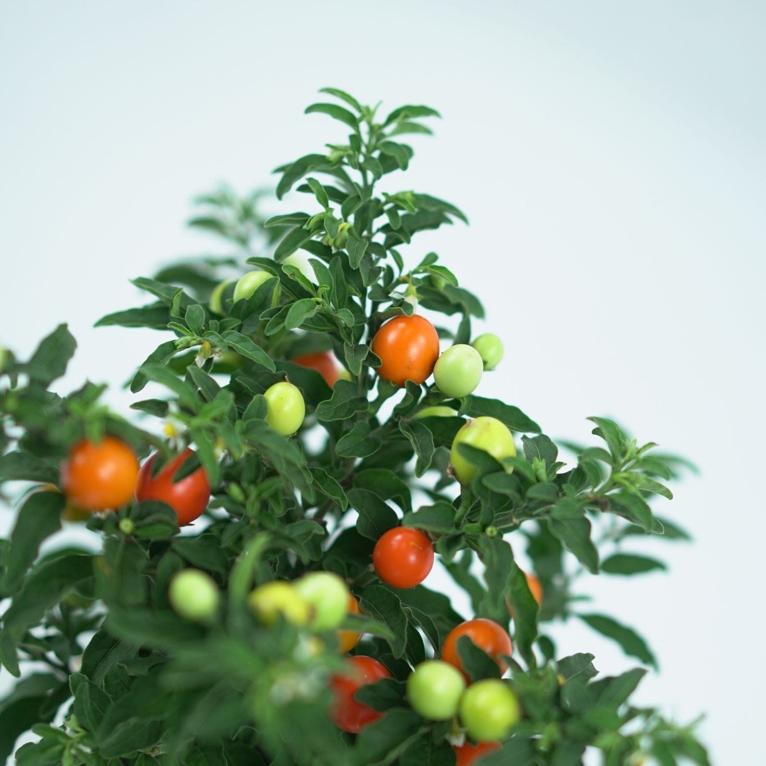 SOLANUM PSEUDOCAPSICIUM Psianka koralowa