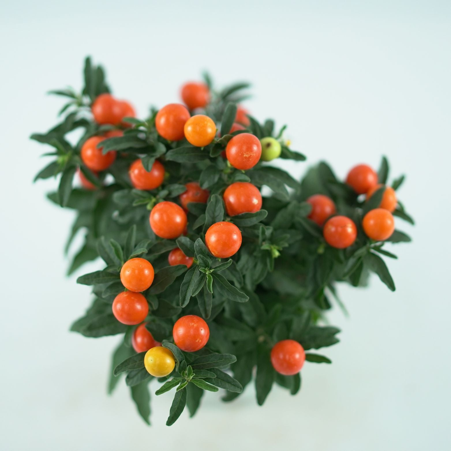 SOLANUM PSEUDOCAPSICIUM Psianka koralowa