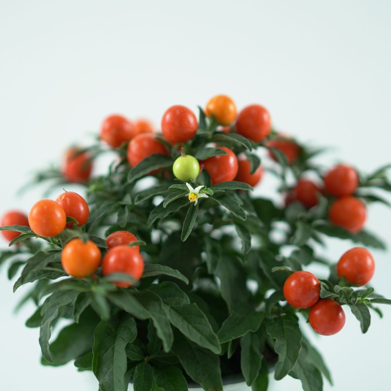 SOLANUM PSEUDOCAPSICIUM Psianka koralowa