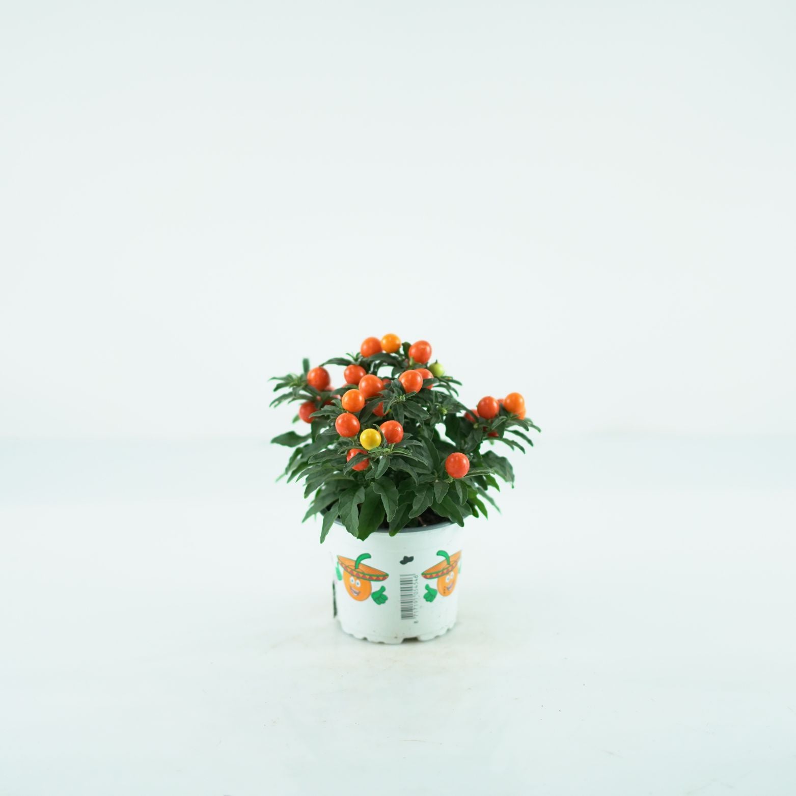 SOLANUM PSEUDOCAPSICIUM Psianka koralowa