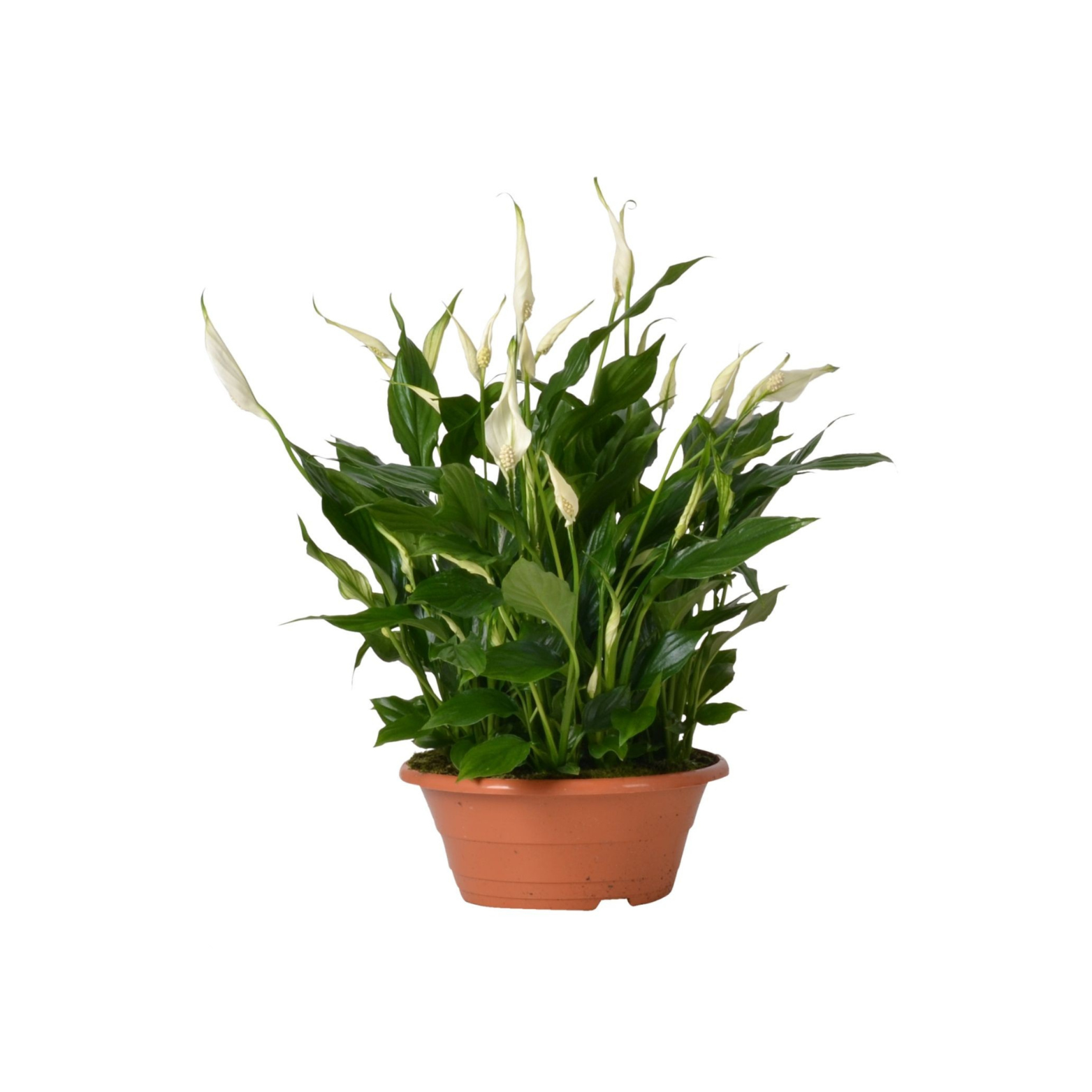 SPATHIPHYLLUM 'BELLINI' Skrzydłokwiat