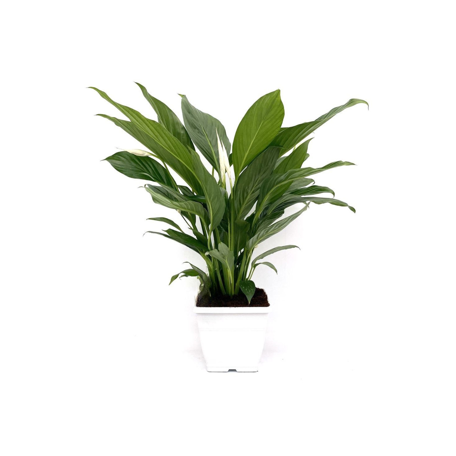 SPATHIPHYLLUM 'BINGO CUPIDO' Skrzydłokwiat