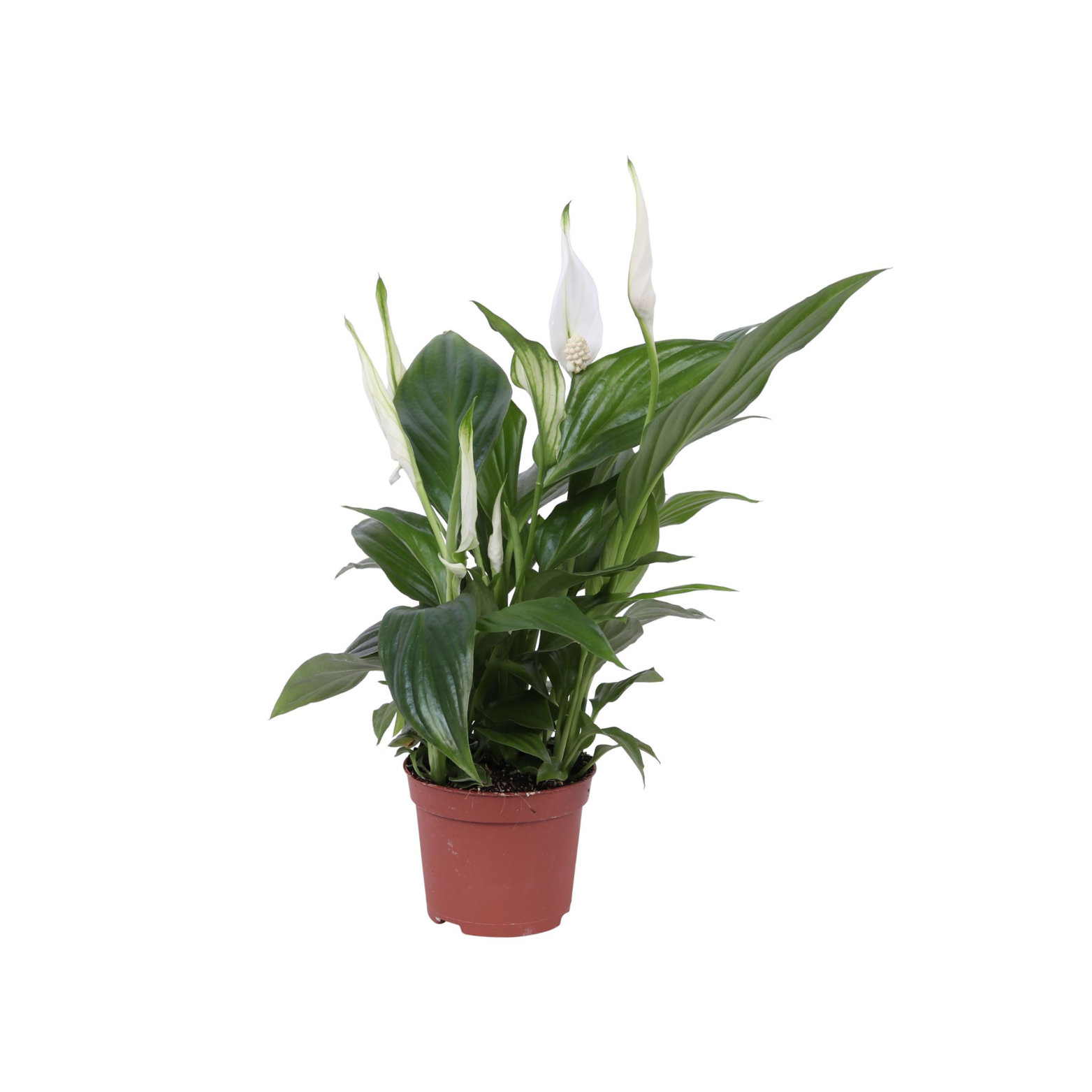 SPATHIPHYLLUM 'PEARL CUPIDO' Skrzydłokwiat