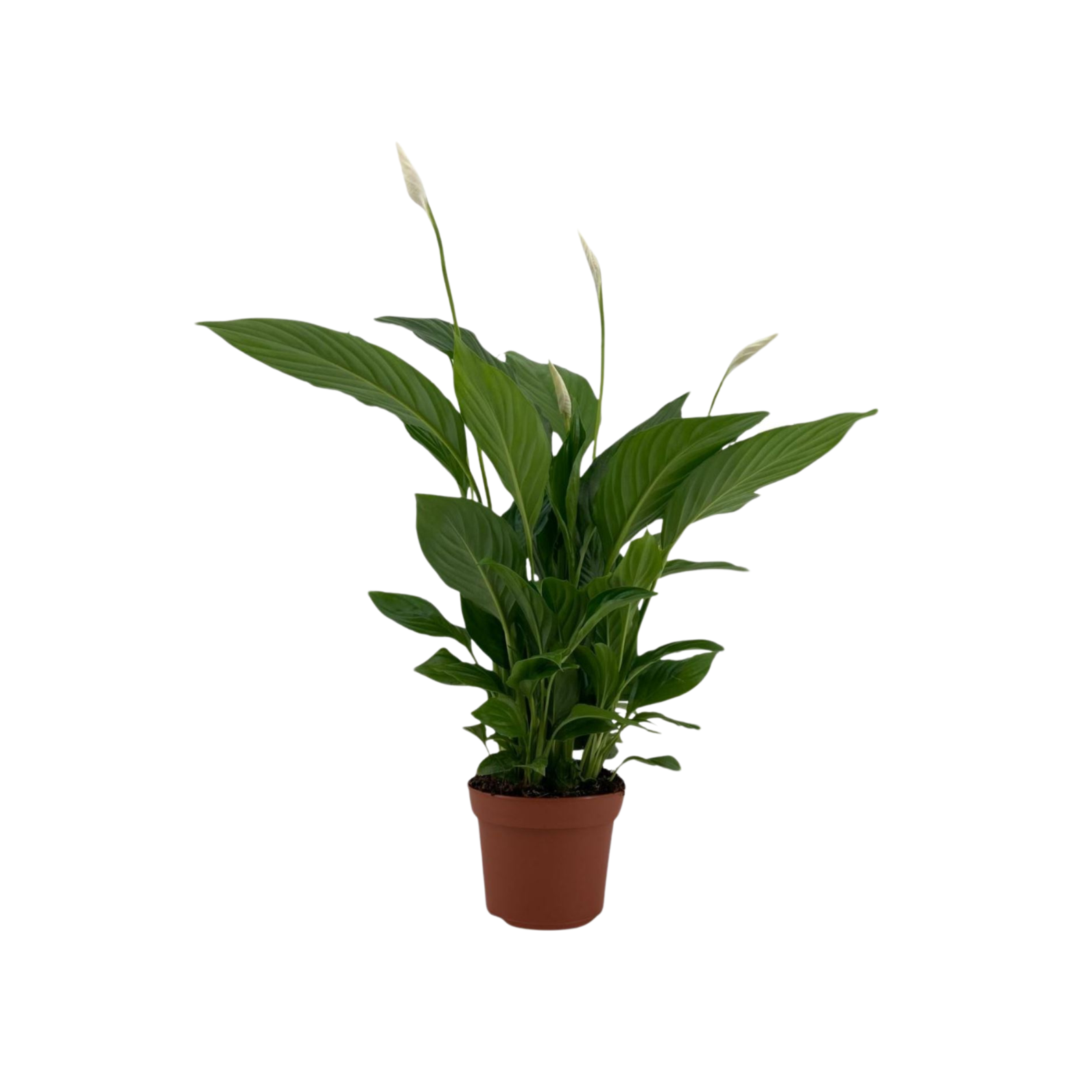 SPATHIPHYLLUM 'STRAUSS' Skrzydłokwiat
