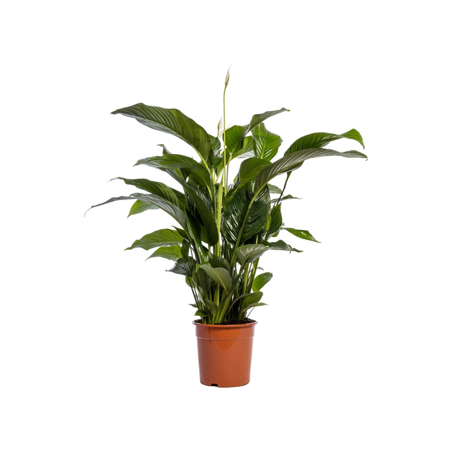 SPATHIPHYLLUM 'SWEET LAURETTA' Skrzydłokwiat