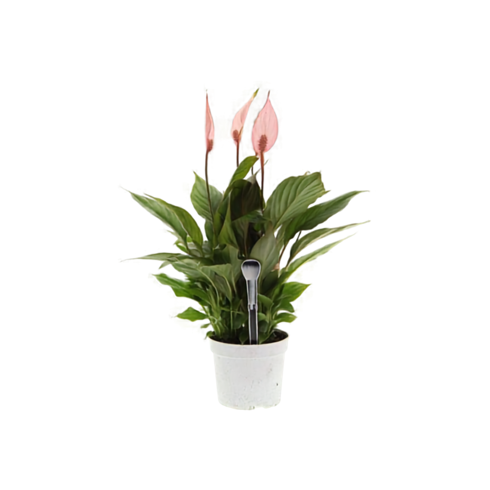 SPATHIPHYLLUM 'BELLINI MAKE UP RED' Skrzydłokwiat