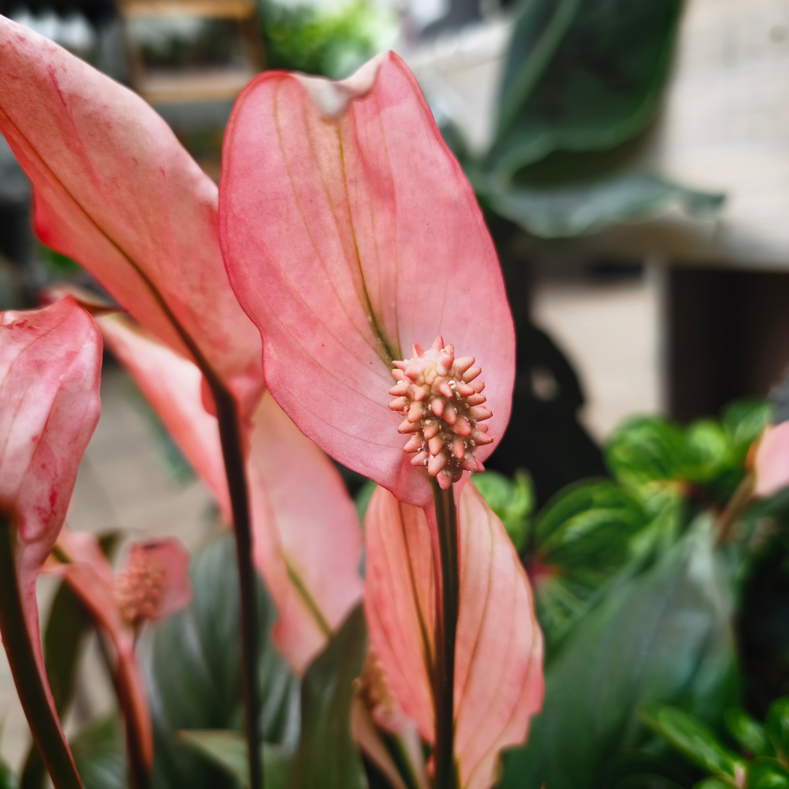 SPATHIPHYLLUM 'BELLINI MAKE UP RED' Skrzydłokwiat