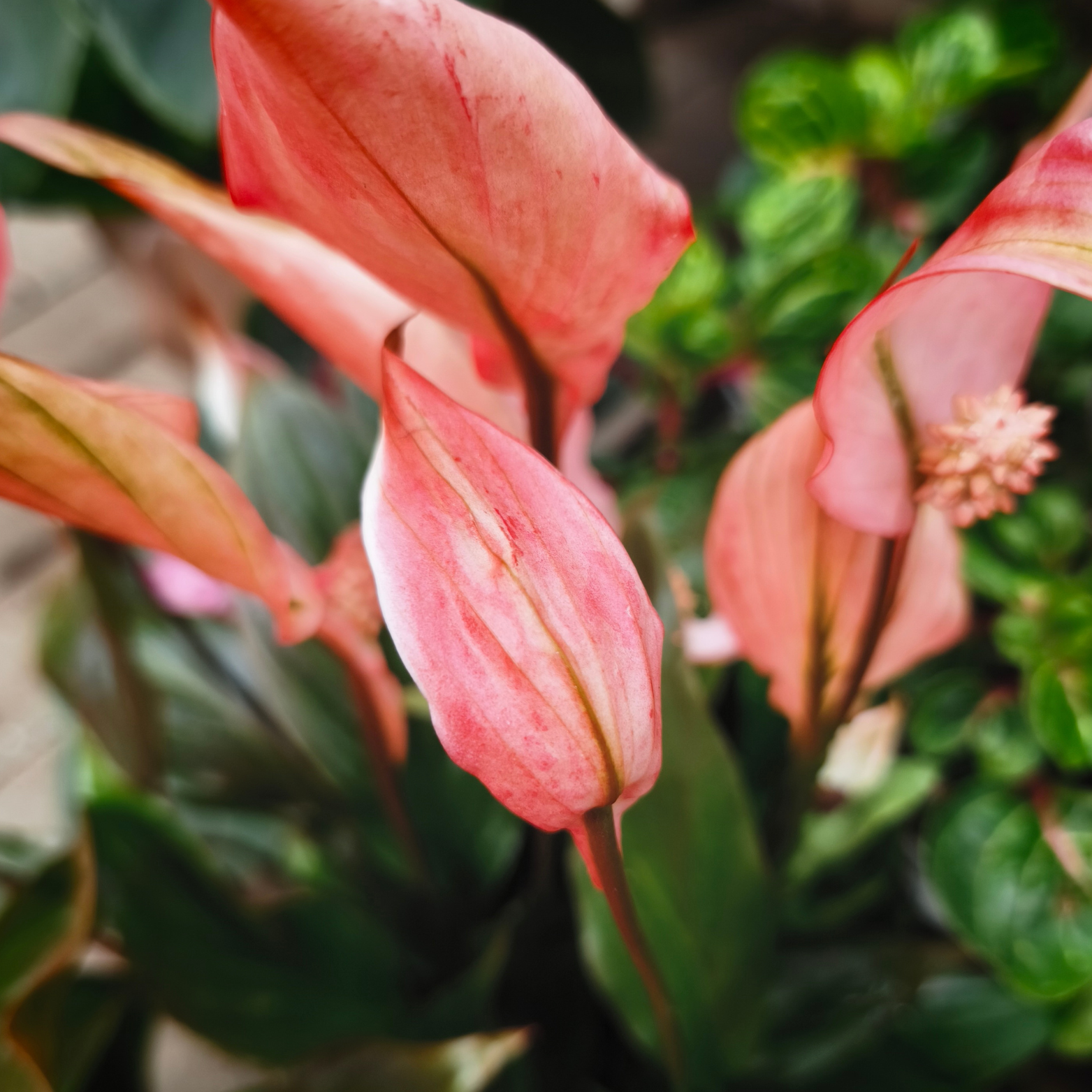 SPATHIPHYLLUM 'BELLINI MAKE UP RED' Skrzydłokwiat