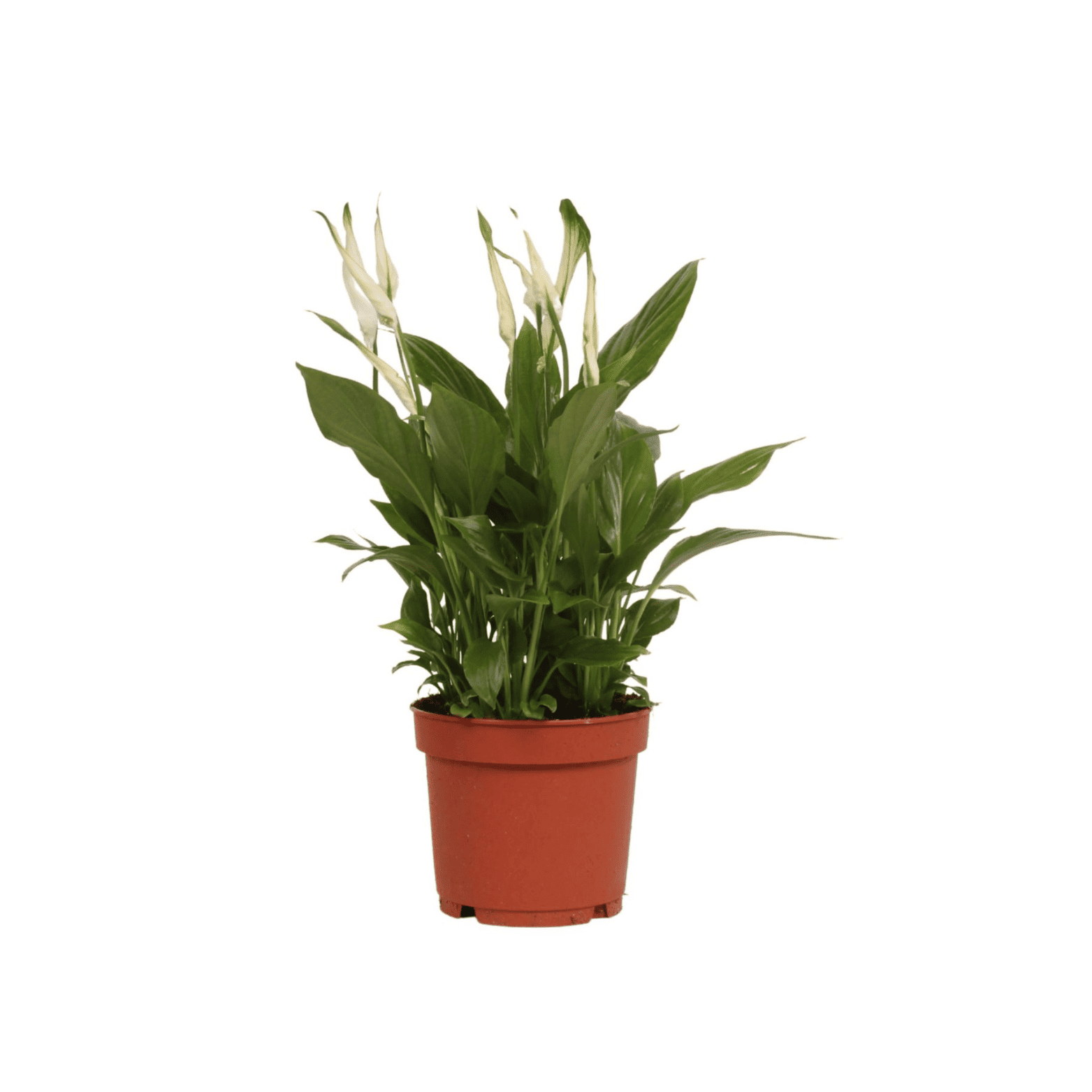 SPATHIPHYLLUM 'BELLINI' Skrzydłokwiat
