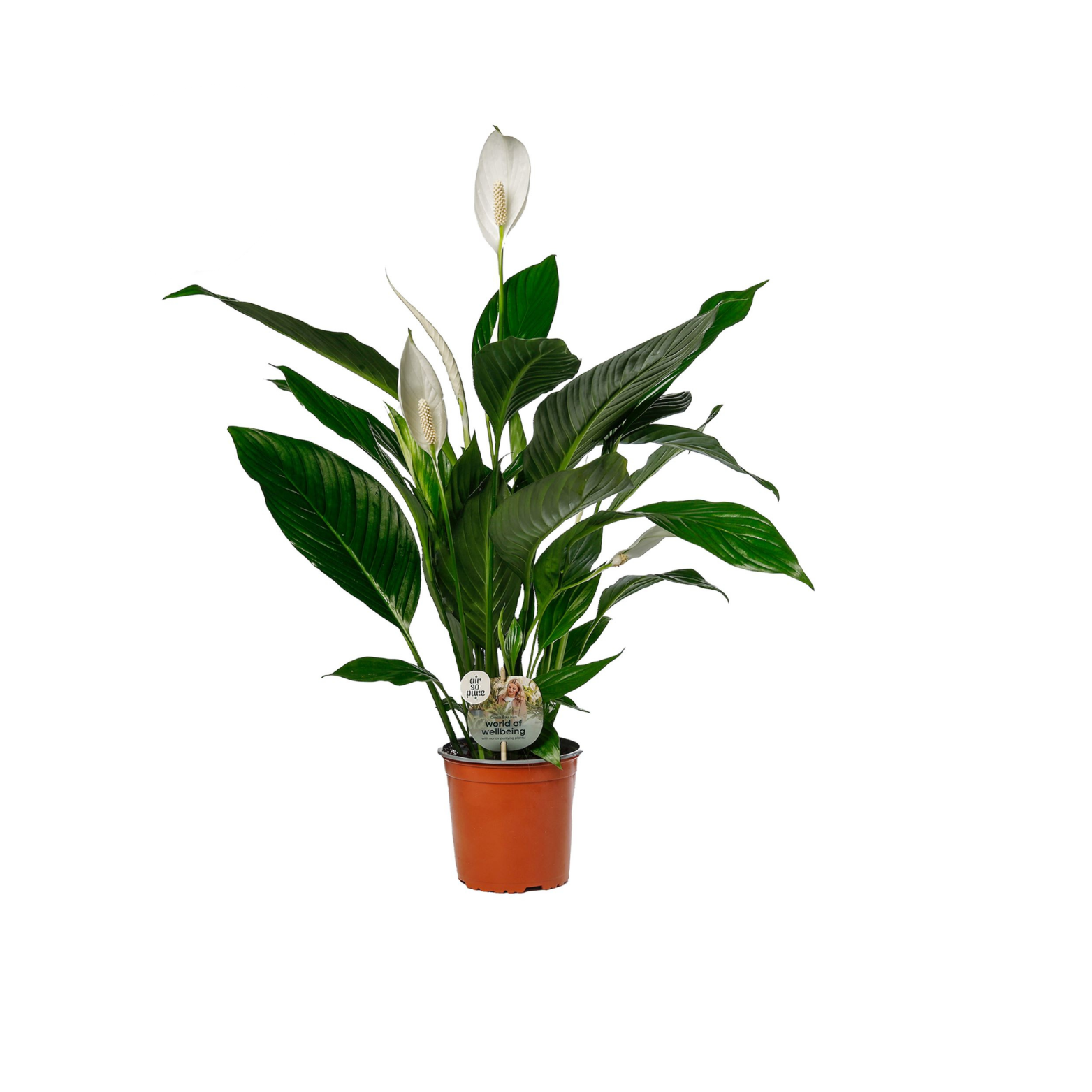 SPATHIPHYLLUM 'BINGO CUPIDO' Skrzydłokwiat