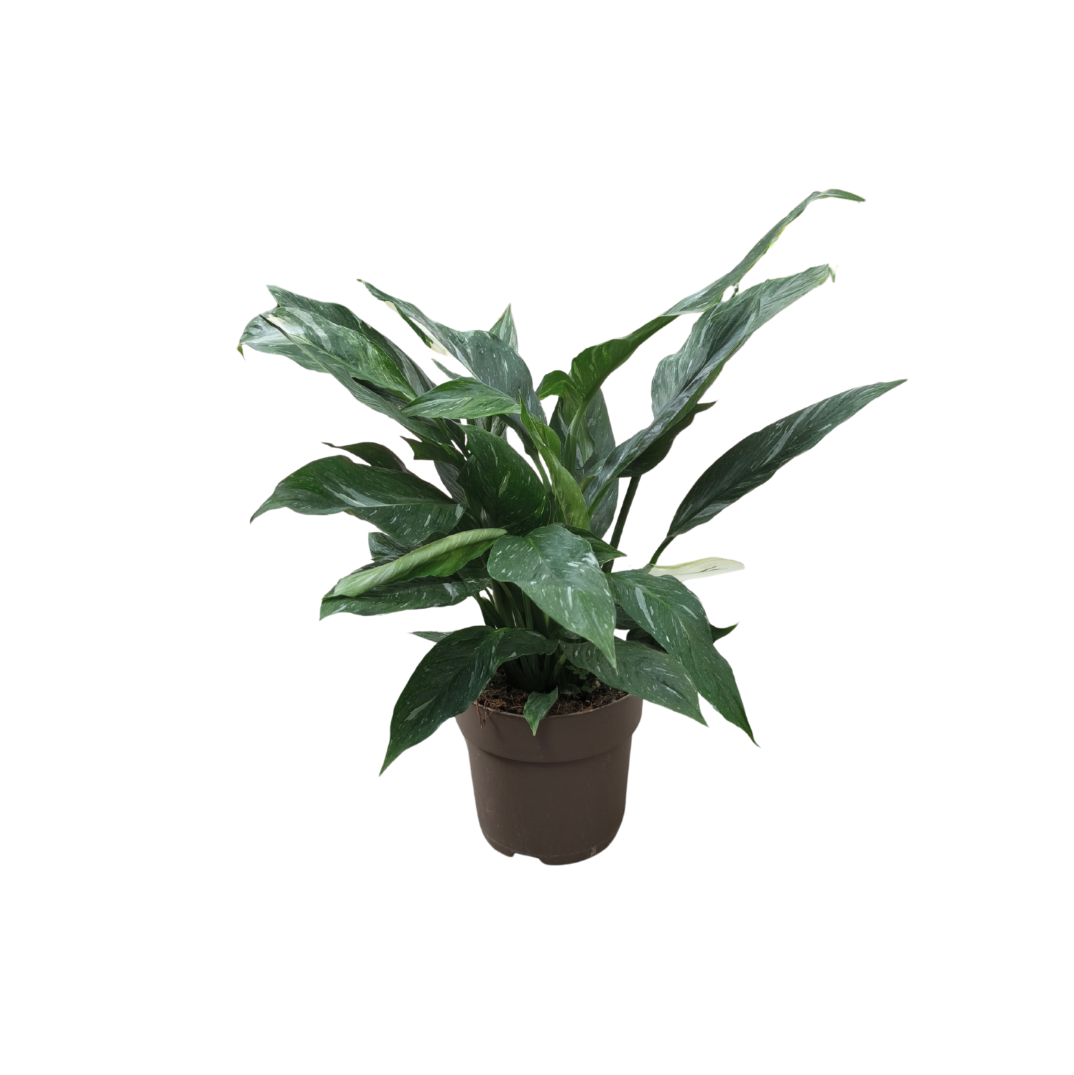 SPATHIPHYLLUM 'DIAMOND' Skrzydłokwiat