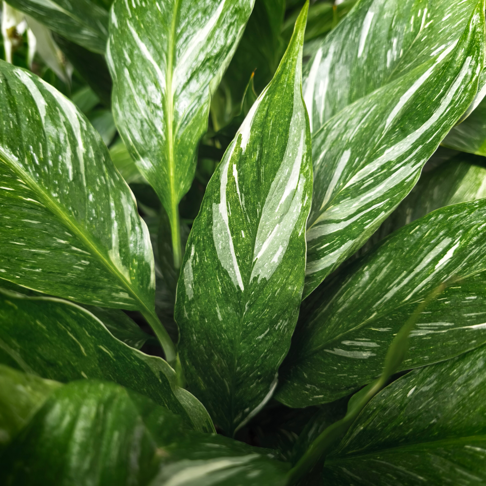SPATHIPHYLLUM 'DIAMOND' Skrzydłokwiat