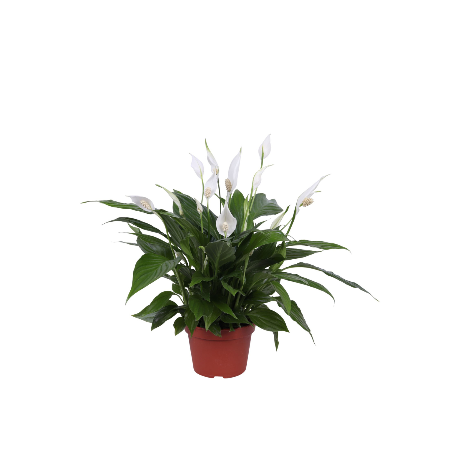 SPATHIPHYLLUM 'PEARL CUPIDO' Skrzydłokwiat