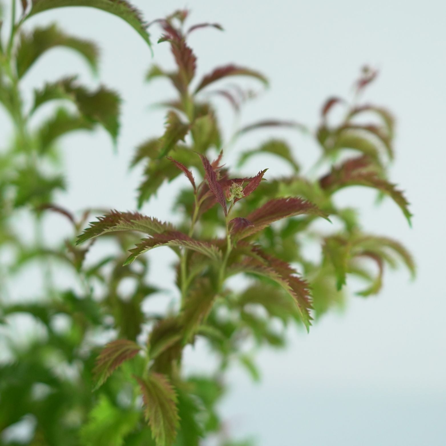 SPIRAEA JAPONICA 'Crispa'