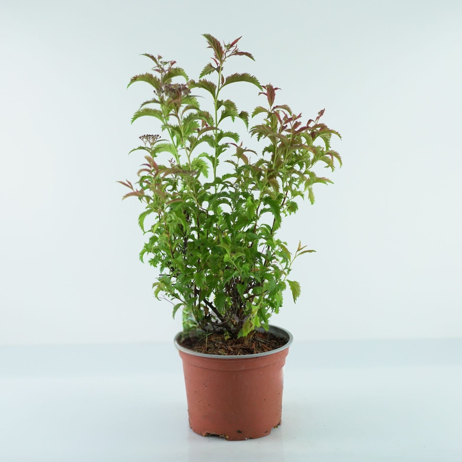 SPIRAEA JAPONICA 'Crispa'
