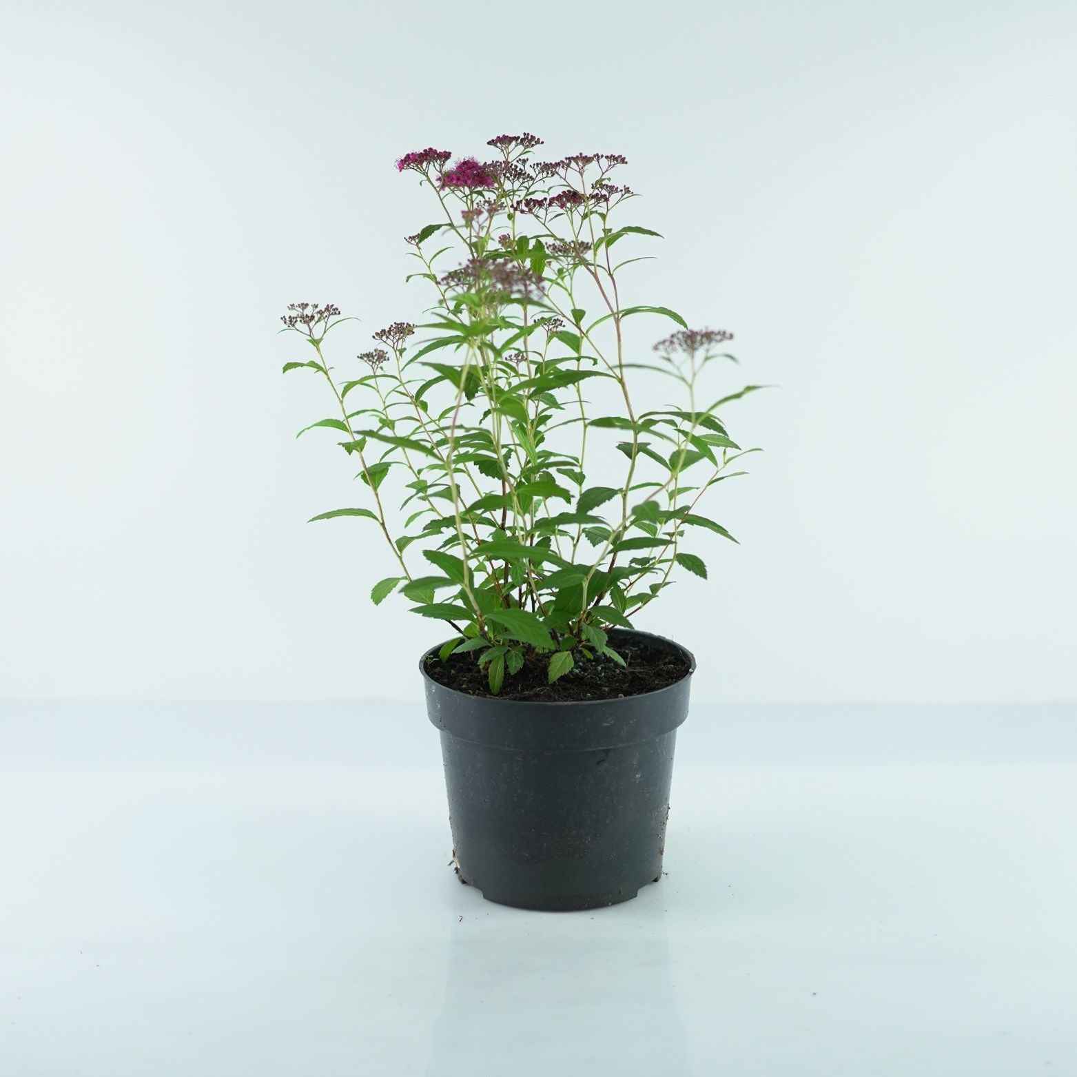 SPIRAEA JAPONICA 'Dart's Red' 