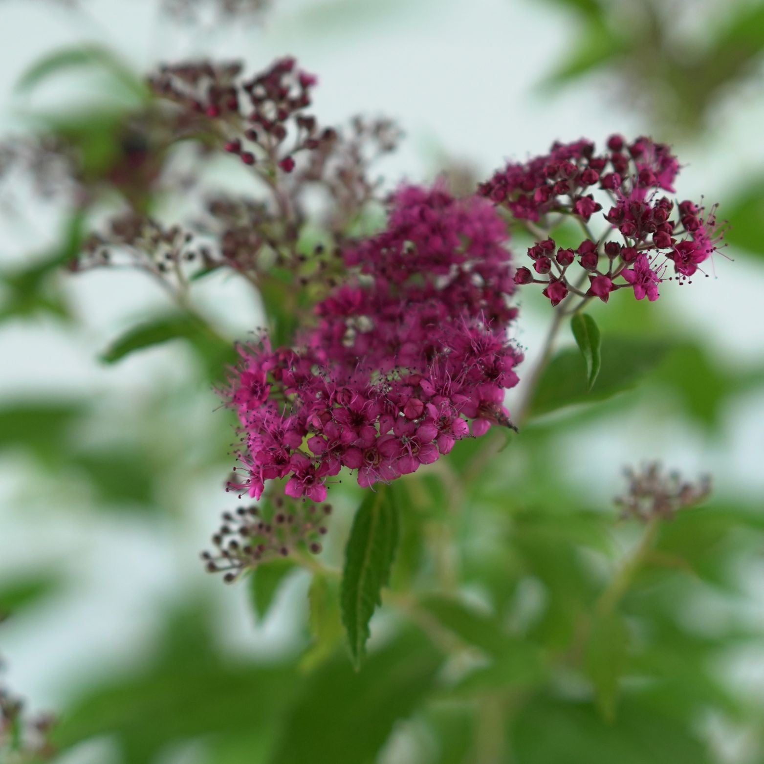 SPIRAEA JAPONICA 'Dart's Red' 