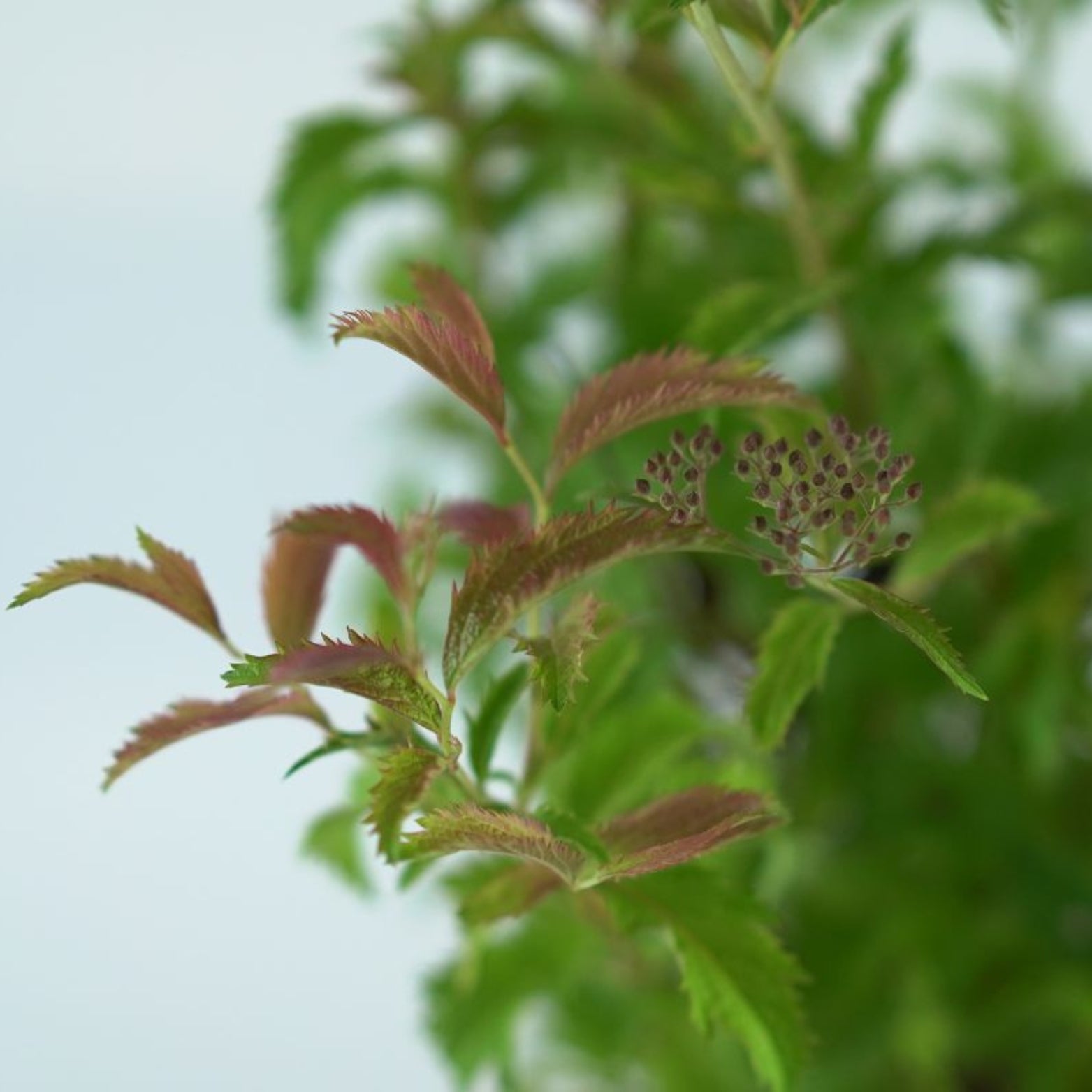 SPIRAEA JAPONICA 'Crispa'