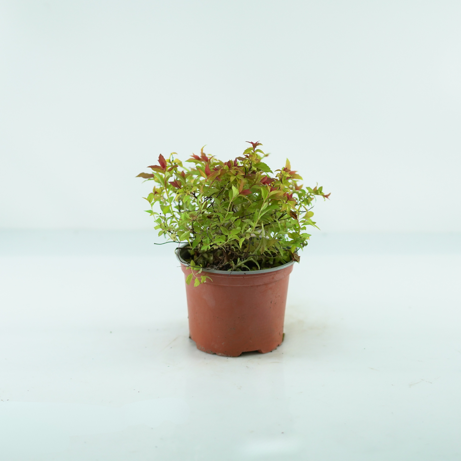 SPIRAEA JAPONICA 'MAGIC CARPET'