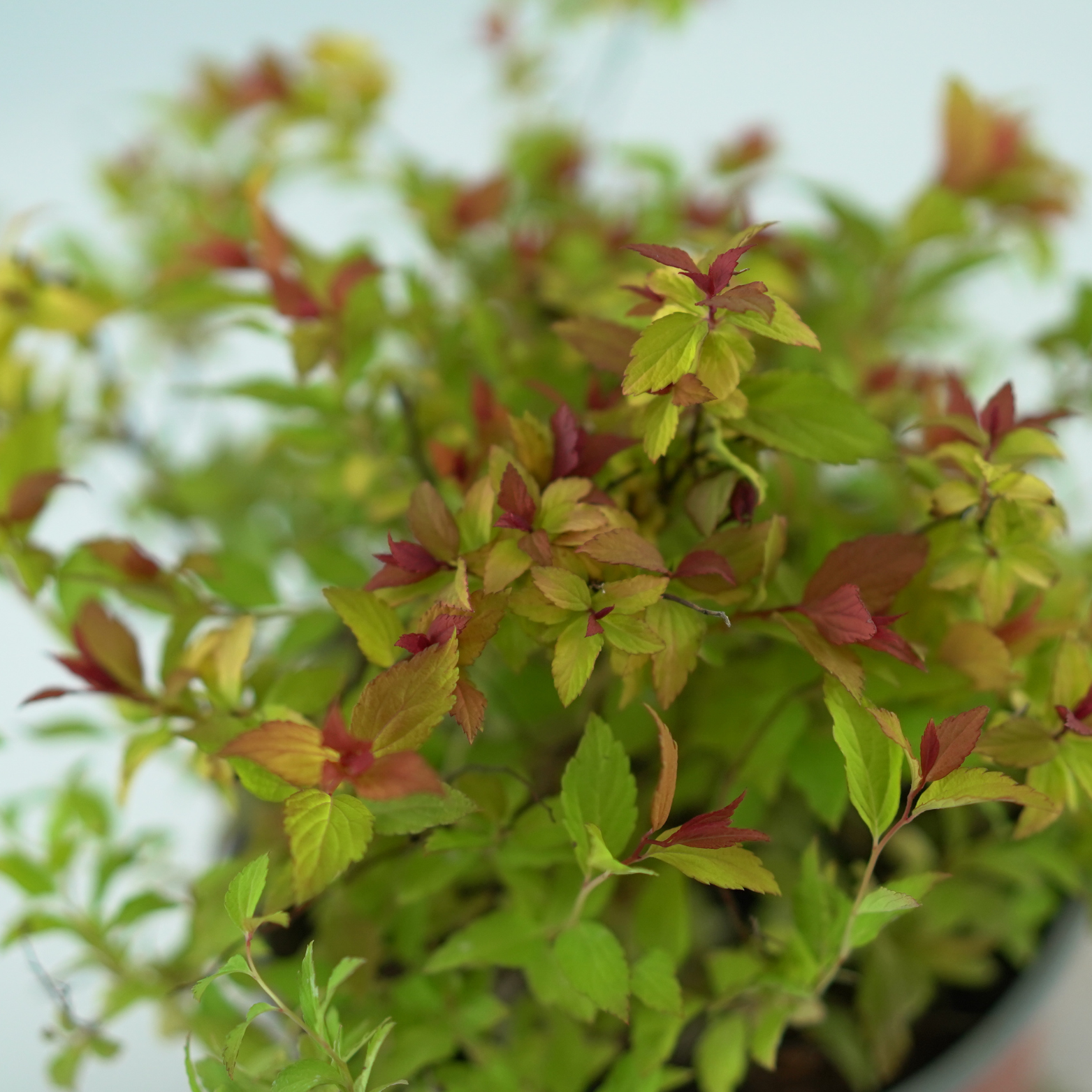 SPIRAEA JAPONICA 'MAGIC CARPET'