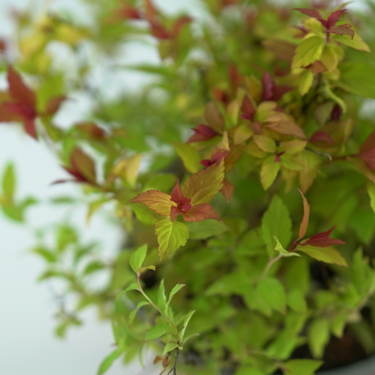 SPIRAEA JAPONICA 'MAGIC CARPET'