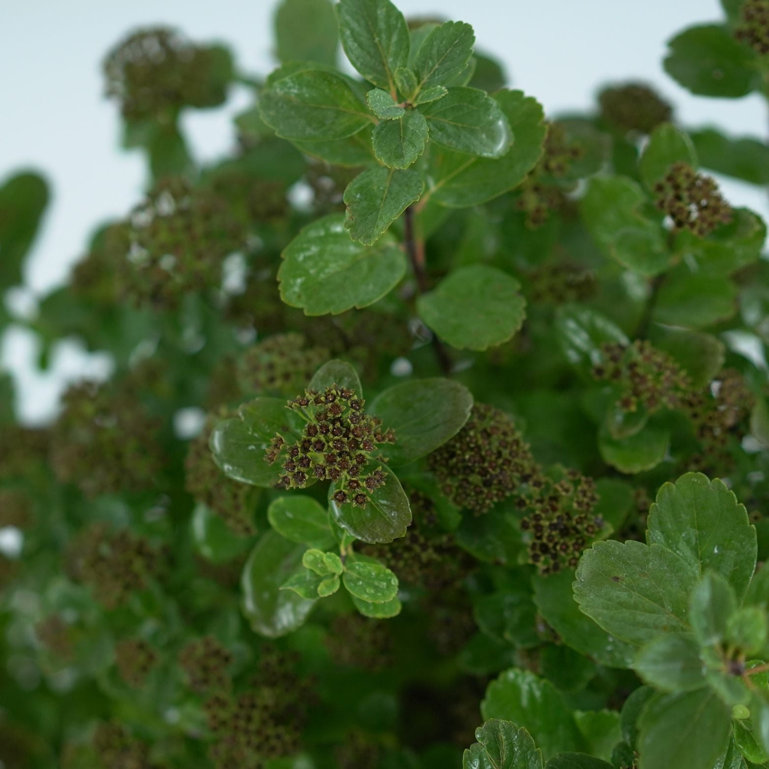 SPIRAEA BETULIFOLIA 'TOR' Tawuła brzozolistna